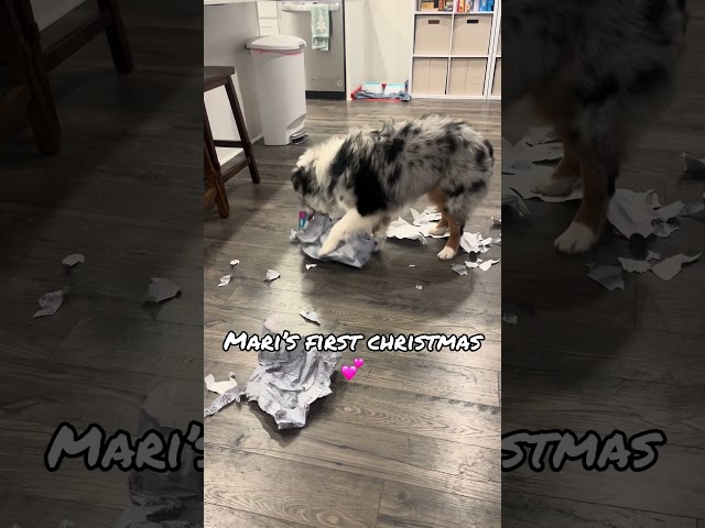 Opening gifts with the family #firstchristmas #australianshepherd #cutepuppy