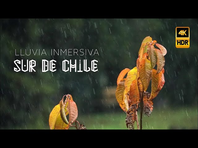 SONIDO REAL DE LLUVIA PARA DORMIR RELAJADO - SUR DE CHILE | Liucura, Pucon 2024 | 4K HDR - SUAVE