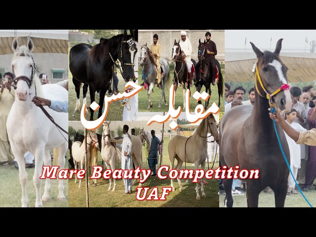 Mare Beauty Competition | Muqabala E Husan Ghorian University of Agriculture Fsd | Doctor Bhai Vlogs