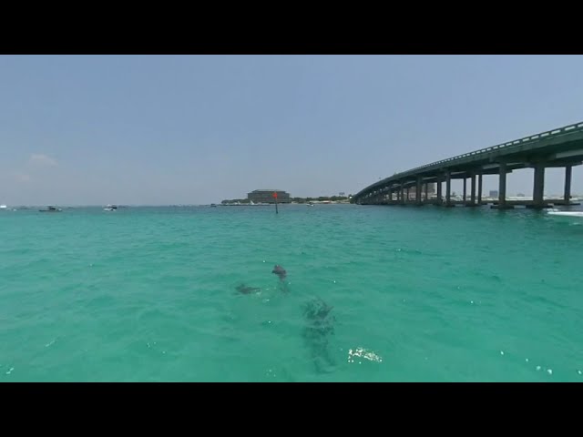 Tailfins Island Adventure- Dolphins