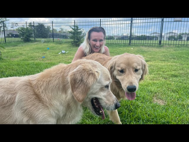 Funny Doggie Mucbank😂Golden Retriever Tiffany & Zazu play Gardening 😂🤩#funny #goldenretriever