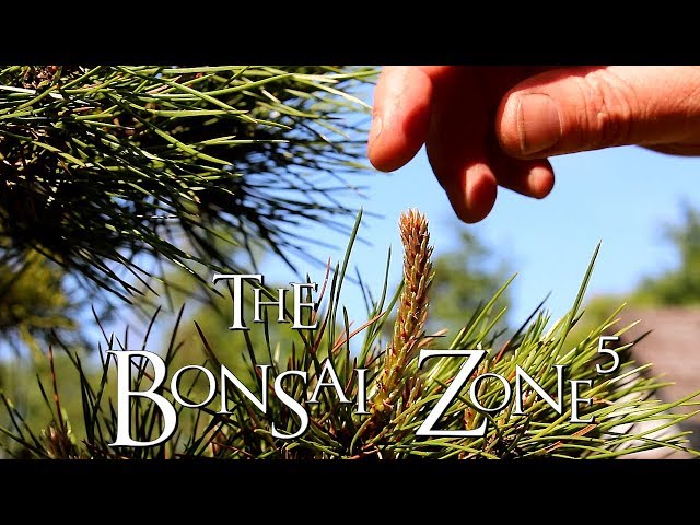 A Peaceful Afternoon in The Bonsai Zone, ASMR, May 2018