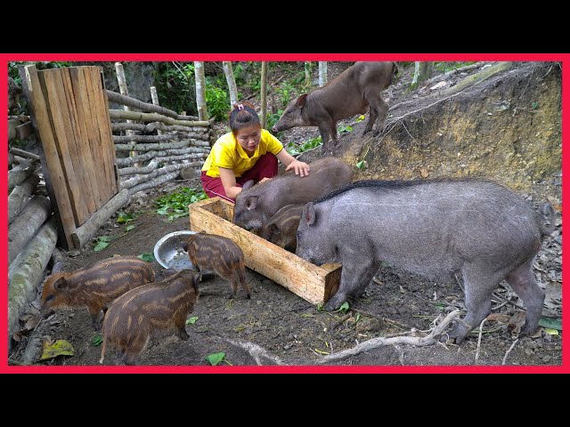 Make a feed trough for wild boar. Building farm, free Life (ep95)