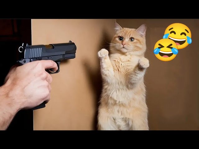 🤣Funny Cats Compilation🐾Hilarious Cat Moments to Brighten Your Day!😹