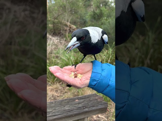 Cutest & Boldest Magpie Girl : Tiny