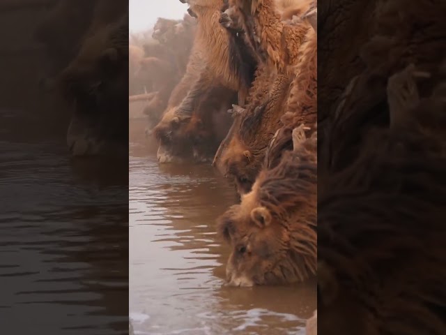 Thirsty Camels Gather at the River – An Incredible Sight!