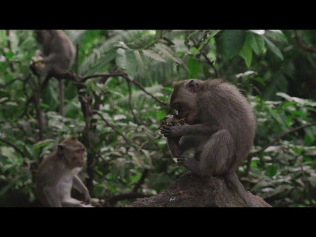 monkeys eating#monkey