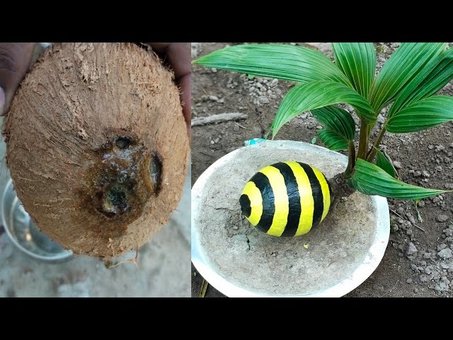 How To Make A Coconut Bonsai | How To Grow Coconut Tree With Aloe Vera