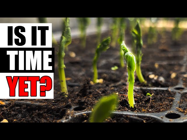 When To Start Your Seeds Indoors? Garden Quickie Episode 231