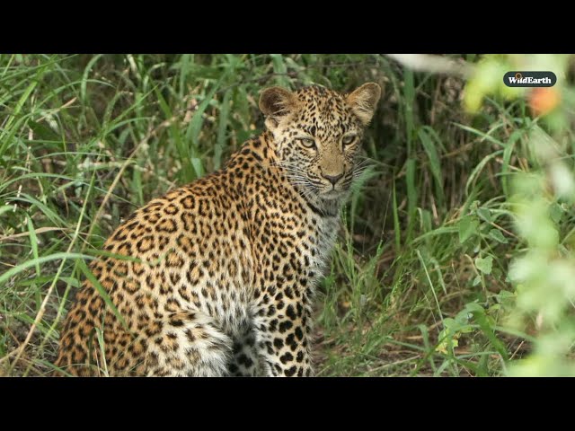 The life of a leopard cub - SafariLIVE Sunrise  - 09 February 2025