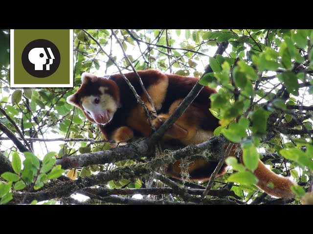 Studying Tree Kangaroos