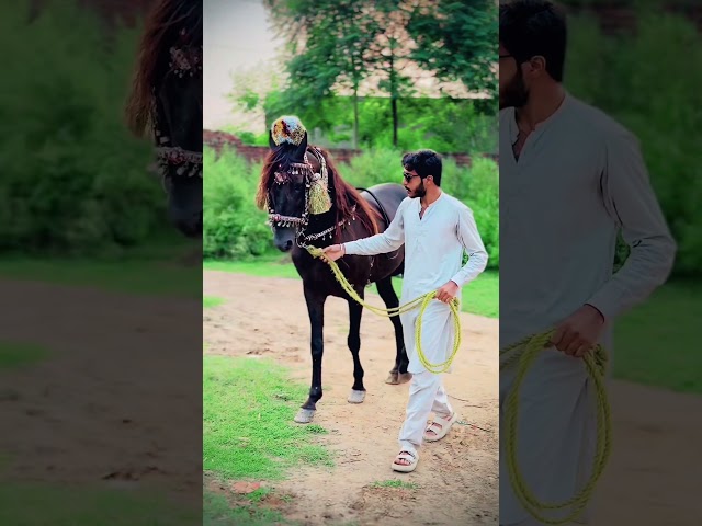 Horse black beauty video #ytviral #ytshorts #horse #whatsappstatus #tranding #newvideo