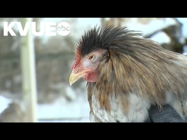 Connecticut farmer rents chickens amid rising egg costs