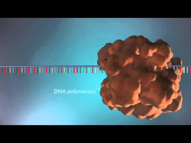 DNA replication - 3D