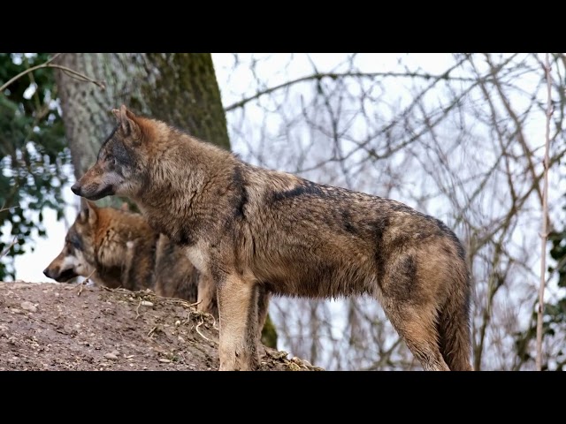 Wolves Guardians of the Wilderness 🐺🌲  A Wildlife Documentary