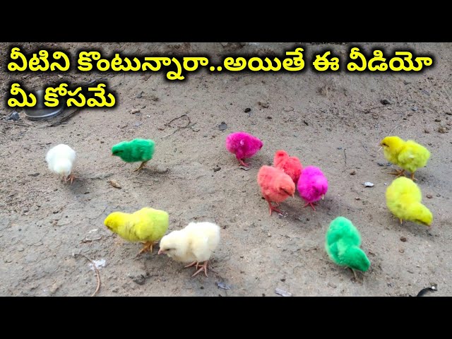 How to select and grow colour chicks | @youngfarmeratoztelugu