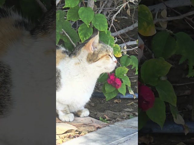 Beautiful cat shorts #cat #shorts #gulflife1