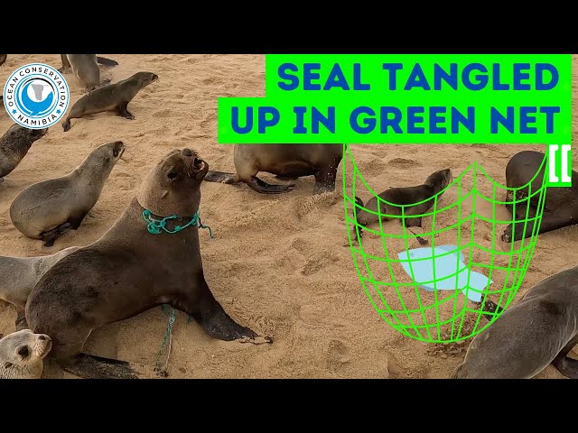 Seal Tangled Up In Green Net