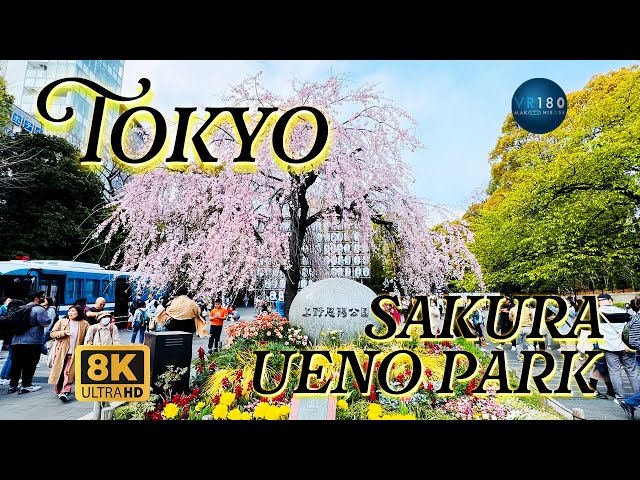 お花見2024 上野公園 桜サクラ🌸 Sakura in Tokyo VR180 walking