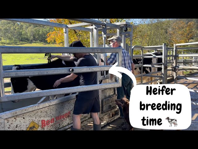 How to PREDICT THE FUTURE with genetic testing for our cows + re-bedding the calf shed