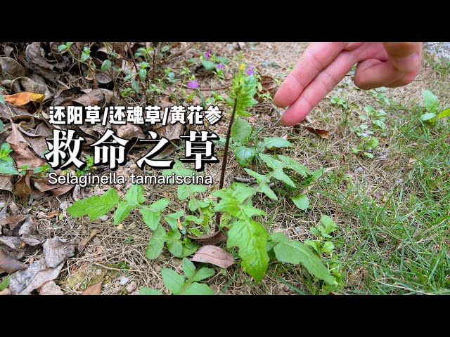 The Huanyang grass on the roadside has such a great effect and is called "yellow flower ginseng"