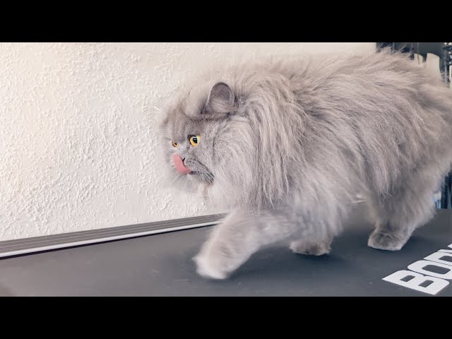 British Longhair Cat vs Treadmill #Shorts