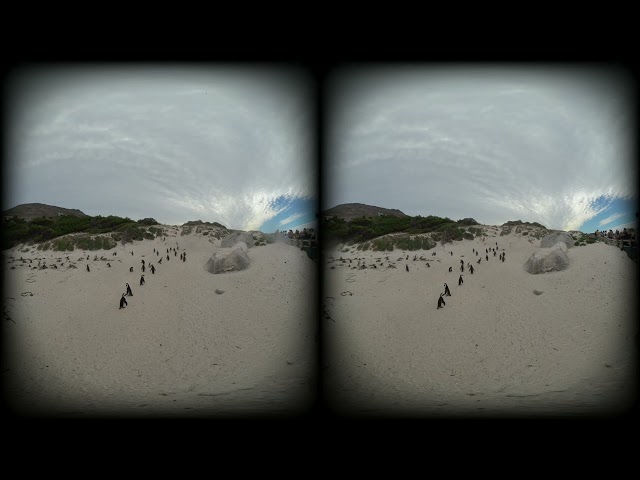 Boulders Beach, Cape Town, South Africa. VR180 3D Penguins