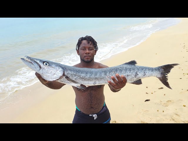 Just (1Barracuda + 2 Ole wife Skinfish | Odane Spearfishing Lifestyle #fishing