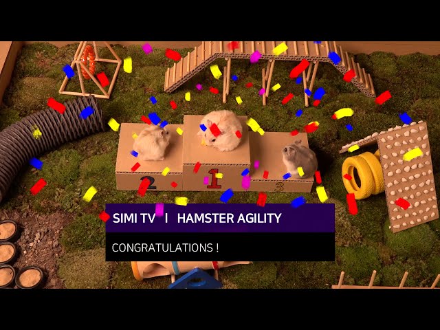 Hamster Agility