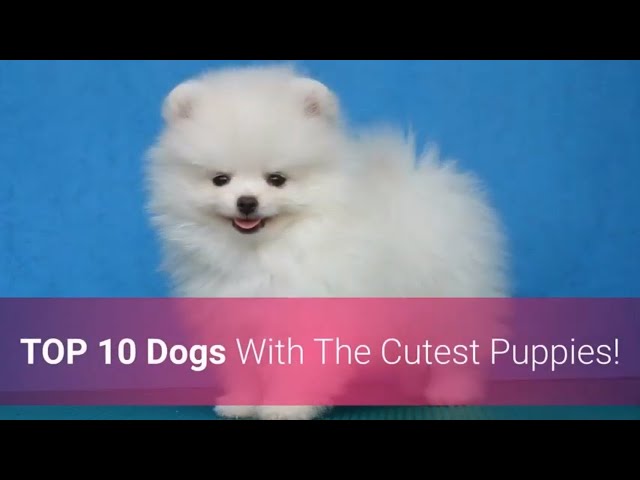 🐕 List Of Top 10 Dog Breeds With The Cutest Puppies In The World!