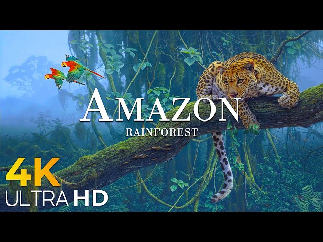 AMAZON 4K - The World's Largest Tropical Rainforest | Relaxing Music With Beautiful Nature Scenes