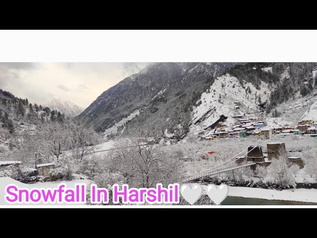 Snowfall In Harshil 🤍🤍 | Uttrakhand | Snowfall | Apna Pahad🏔