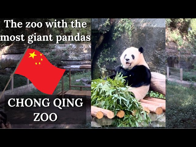 vr180 3D｜CHONG QING｜PANDA｜CHINA TRAVEL｜The zoo with the most giant pandas大熊猫最多的动物园｜Very cute！