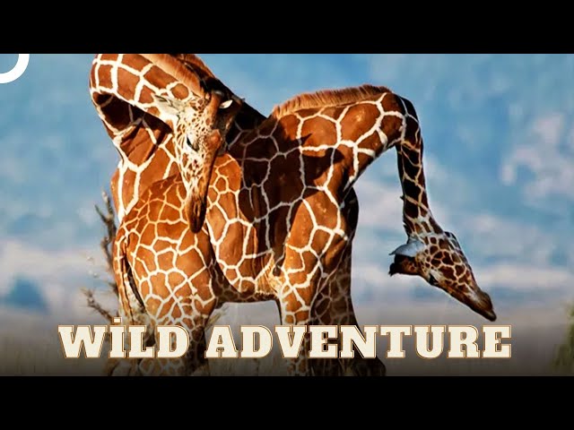 Tall People In Danger | Wild Ones Episode 8 | Animal Documentary