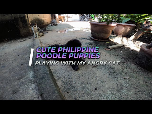 CUTE PHILIPPINE POODLE PUPPIES PLAYING WITH MY ANGRY CAT