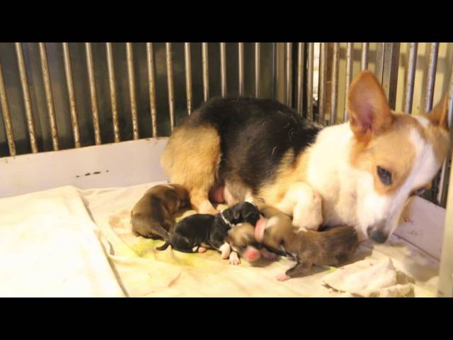 Farm visit: Whelping box for corgis and small breeds Pt 6