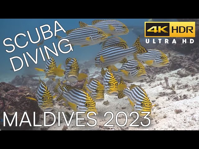 Sublime Underwater Symphony: SCUBA Diving the Maldives in 4K