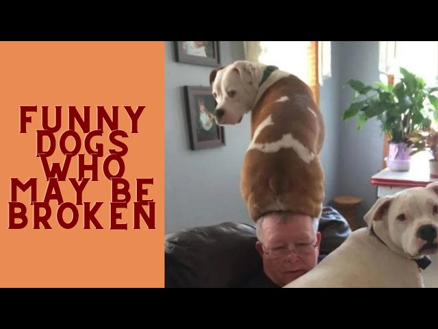 Funny Dogs Who May Be Broken