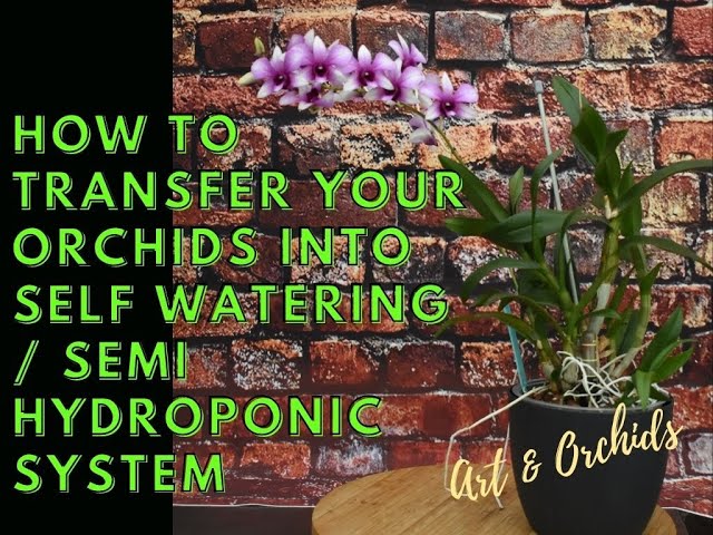 Transferring orchids into self watering / semi hydroponic part 1