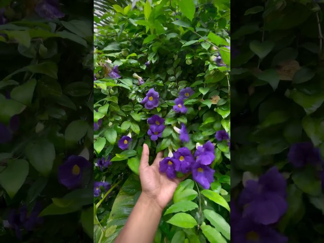 Garden moments🍃✨ #home #garden #birds #gardening #plants  #plant