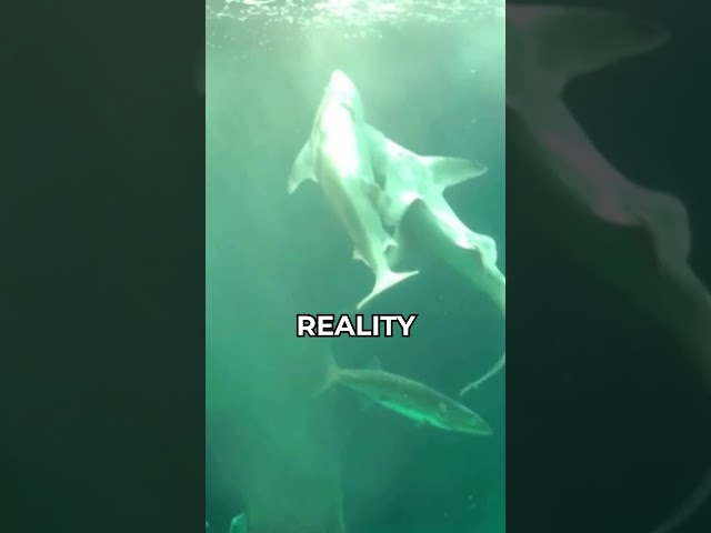 Why do shark bite one another?