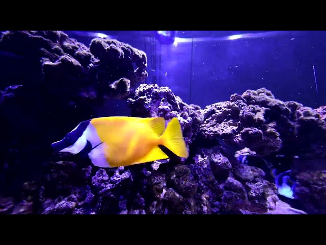 Feeding Time - Saltwater Aquarium