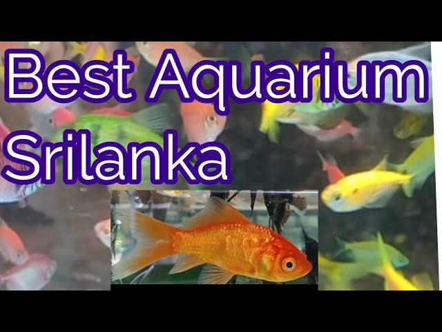 aquarium srilanka #srilanka #aquarium #trending #travel #youtube #google #fishing #video #vlog