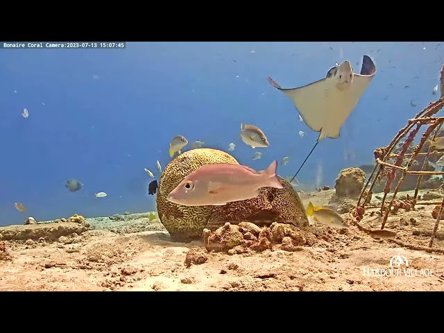 Spotted Eagle Ray in the waters off the Harbour Village Bonaire beach