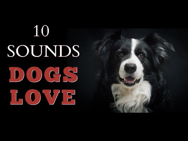 10 Sounds Dogs Love To Hear The Most