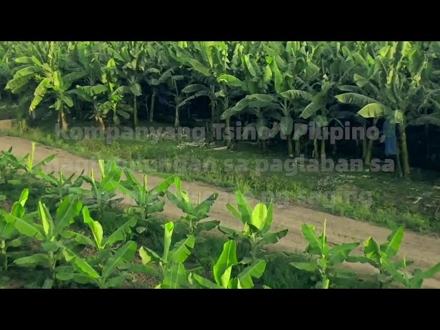 Kompanyang Tsino’t Pilipino, nagtutulungan sa paglaban sa Panama Disease ng saging