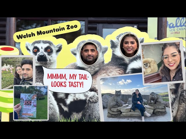 Welsh Mountain Zoo TRIP OF A LIFETIME on My Birthday!