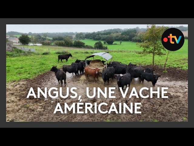 Angus, des vaches venues d'Amérique