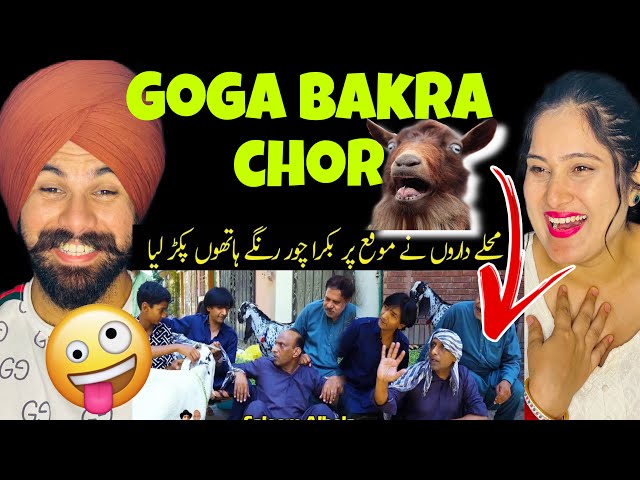 Goga Bakra chor pakrra gia | Pakistani funny videos reaction |#albelatv #funny #pakistan #viral