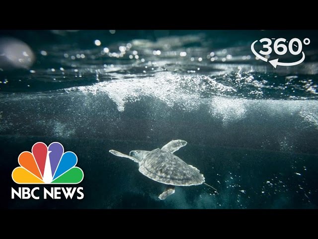 Kemp’s Ridley Turtles ‘Swim for Their Lives’ | 360 Video | NBC News